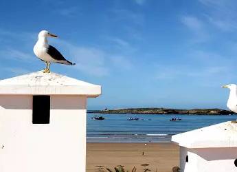 Service | L'immobilière d'Essaouira